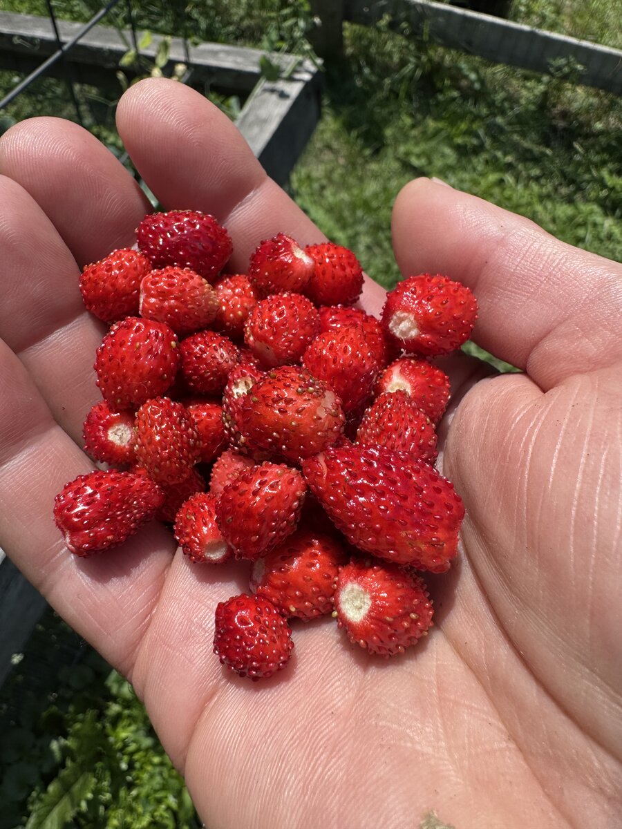 A handful of freshly picked alpine strawberries