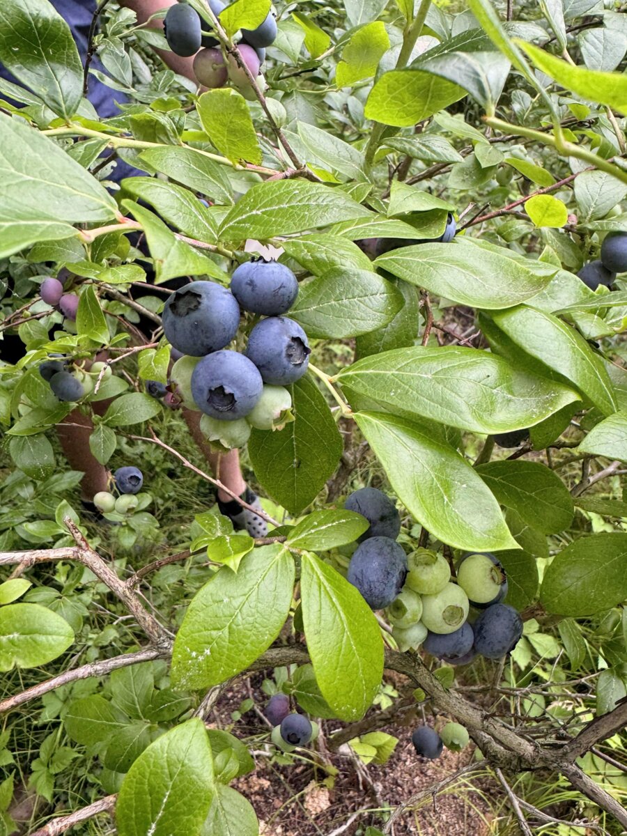 Blueberries ripening on the bush