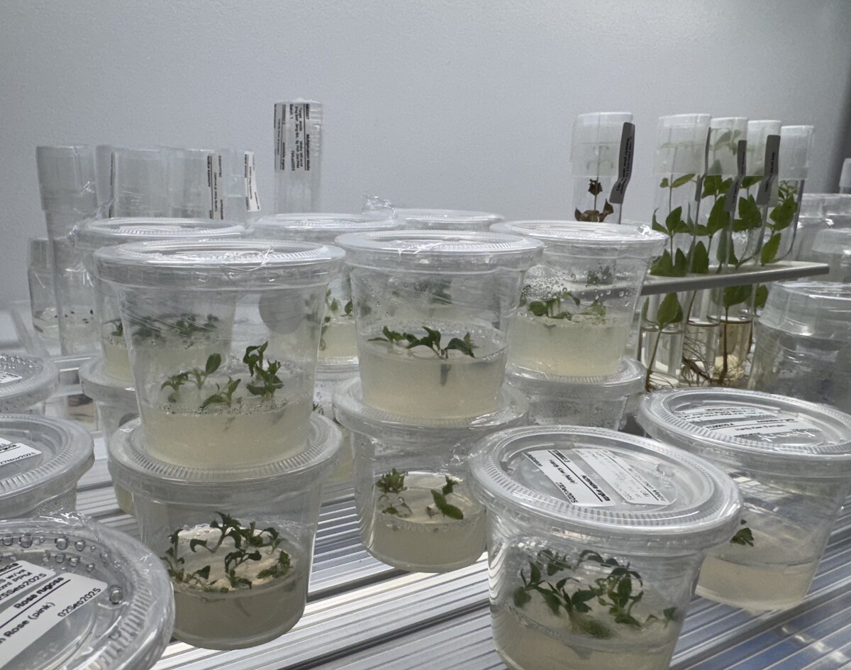 Culture shelf with vessels