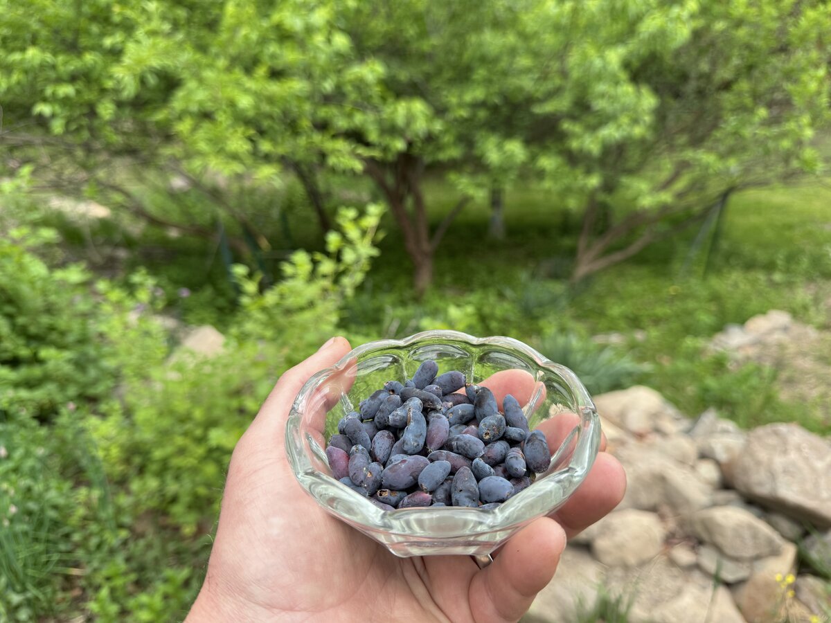 A bowl of freshly harvested honeyberries