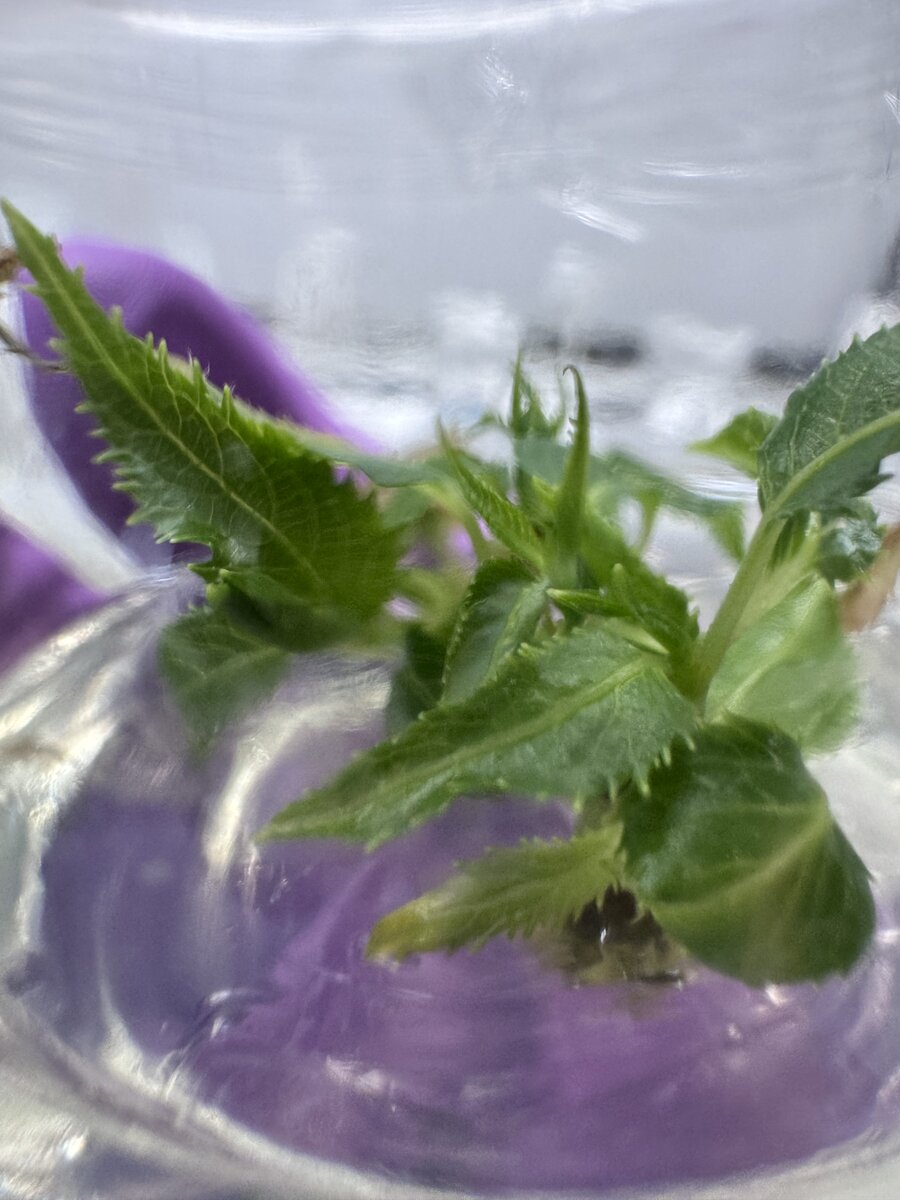 In vitro kiwi culture