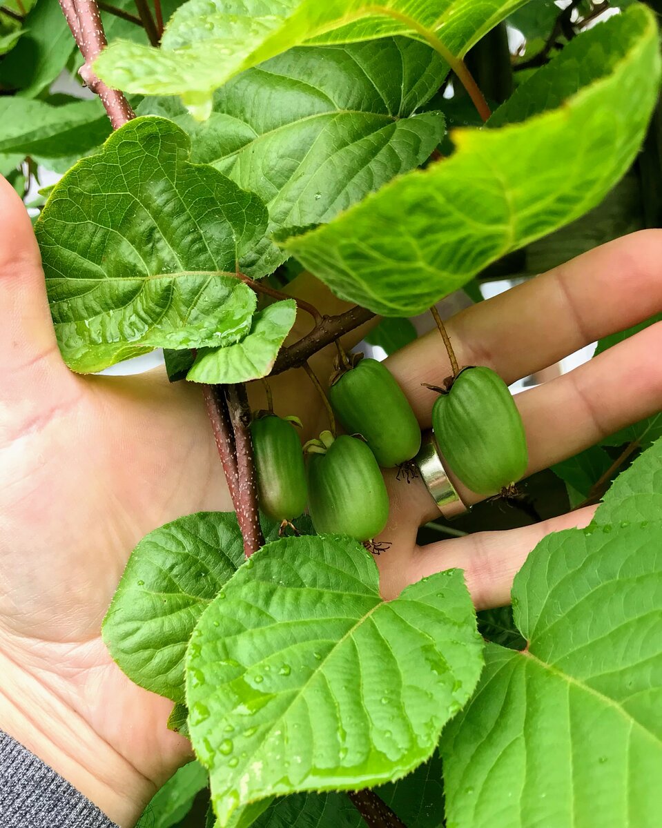 Hardy kiwi berries ripening on the vine