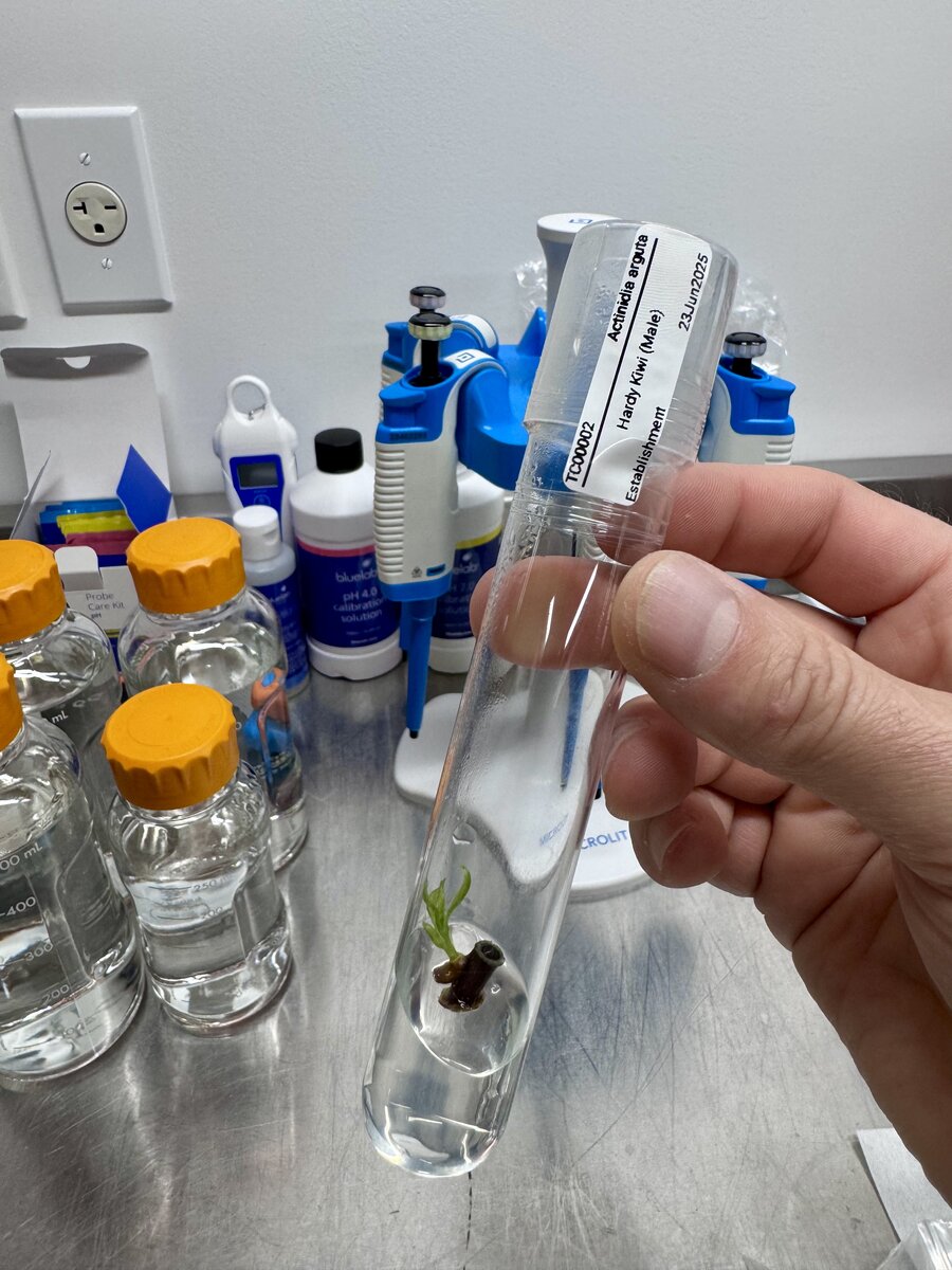 Kiwi explant preparation